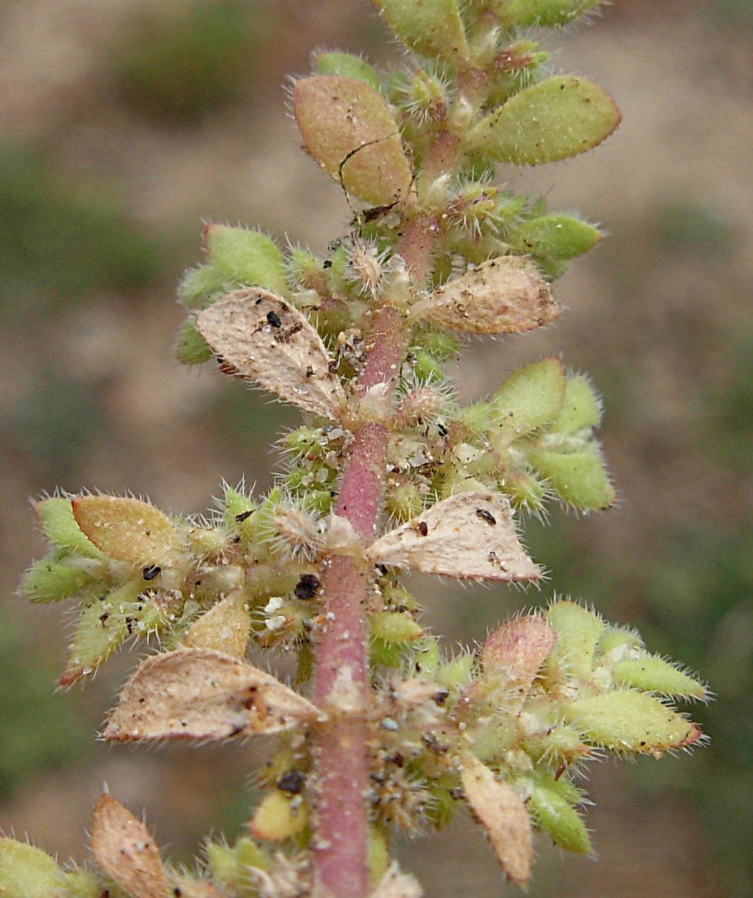 Herniaria cinerea DC. / Ernaria irsuta